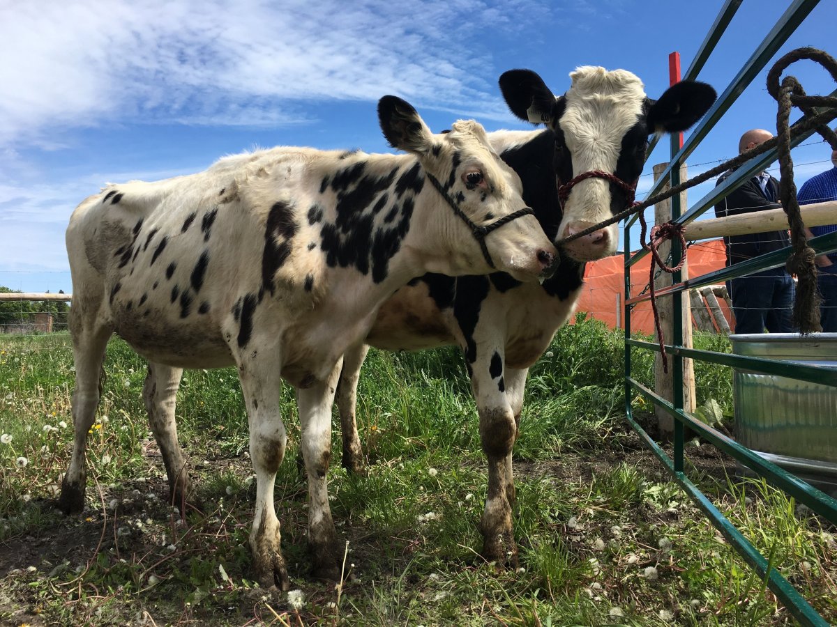 Six cows were brought to Collins Bay Insitution. The cattle will be the first of many to be part of the newly revamped prison farm initiative.