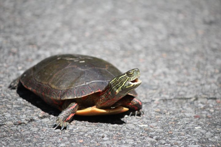 Another Kelowna painted turtle-snatching incident prompts warning to leave species be