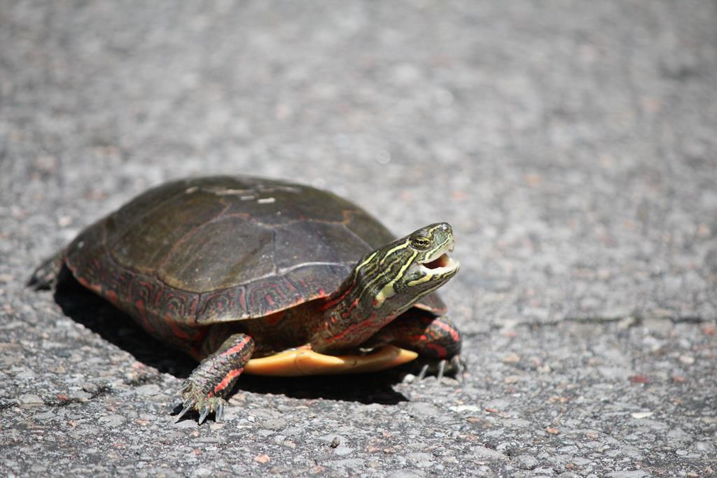 FILE. A painted turtle is seen in this undated handout photo .