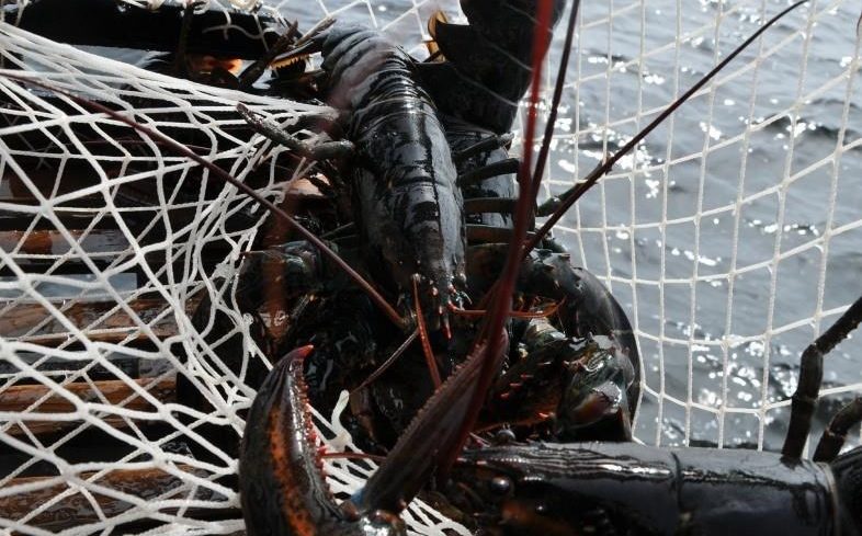 риболов на омари около Атлантическа Канада говорят за цените на