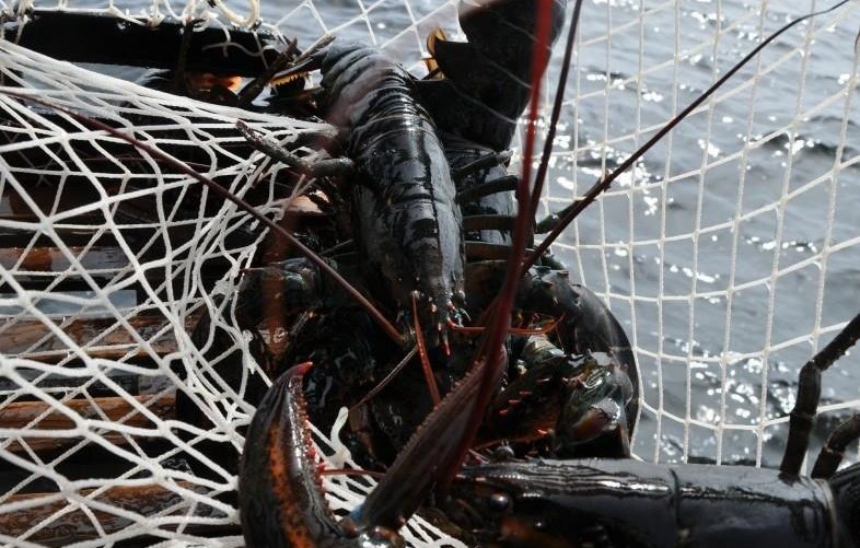 A lobster is shown in a trap in Port Mouton, N.S., in this undated handout photo. 