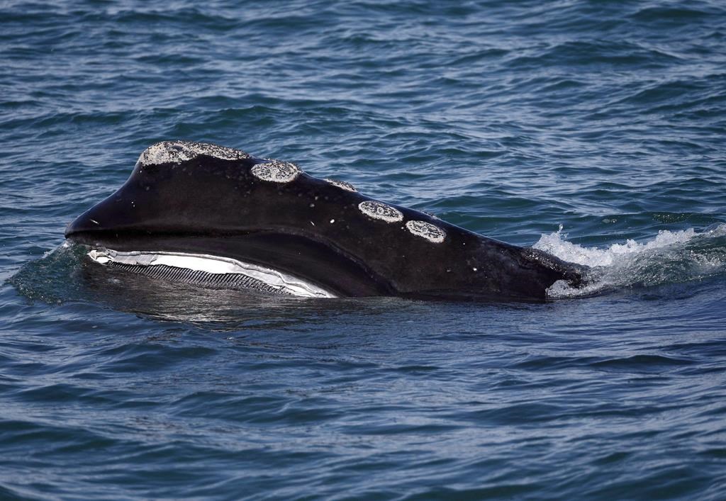 Half of the world’s North Atlantic right whales were spotted in the southern Gulf of St. Lawrence in 2018.