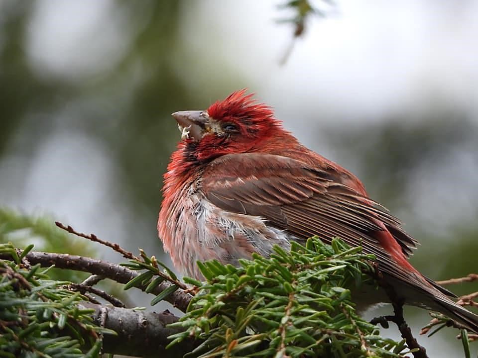 A purple finch showing signs of trichomoniasis is seen in this undated handout photo. Nova Scotians are being advised by a bird conservation group to remove bird feeders and close up bird baths around their property as a fatal disease spread by damp, human-provided seed is killing purple finches.