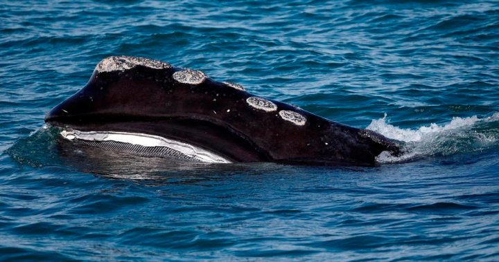 U.S. government’s failure to protect endangered whales violates law, judge says