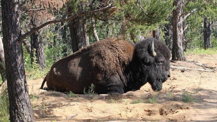A bison is shown in Wood Buffalo National Park in a handout photo. The status of Canada's largest park as a world heritage site remains wobbly as a UN body has expressed grave doubts about plans to rescue Wood Buffalo National Park. THE CANADIAN PRESS/Rob Belanger MANDATORY CREDIT.