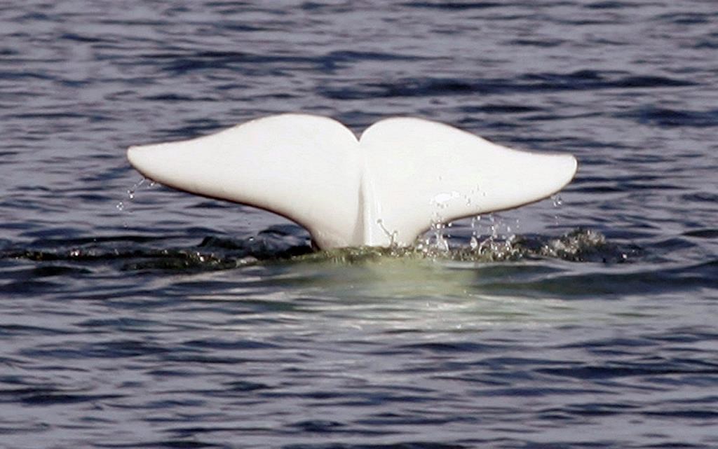 A beluga whale shows his tail in the St.Lawrence River near Tadoussac Que., Monday, July 24, 2006. Marine researchers are asking Islanders to stay a safe distance away from a beluga whale spotted in Charlottetown rivers. A beluga whale was seen in the Charlottetown harbour last Thursday and more sightings were reported in the North, Hillsborough and West Rivers in the area over the weekend.