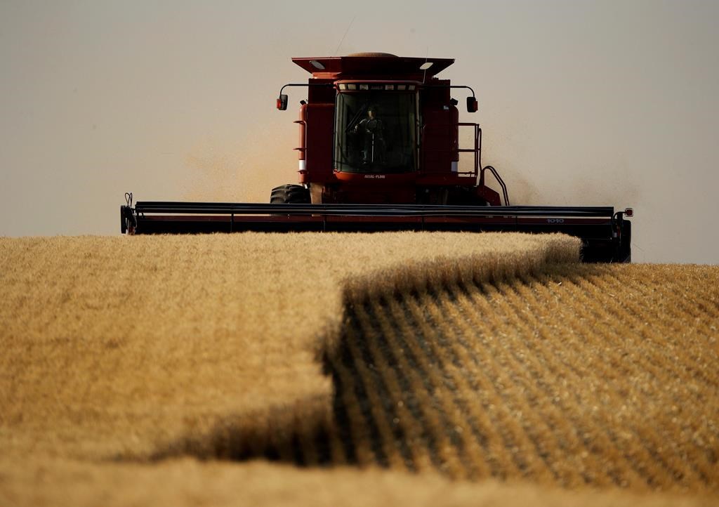 Winter wheat is harvested.