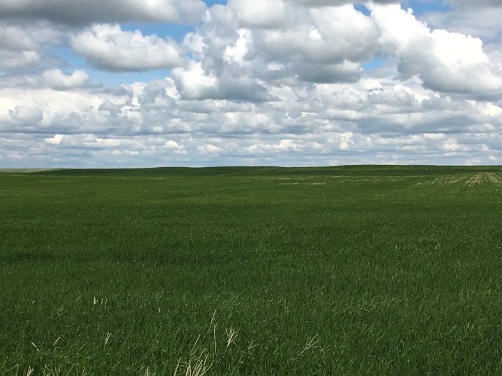 Alberta drought | News, Videos & Articles