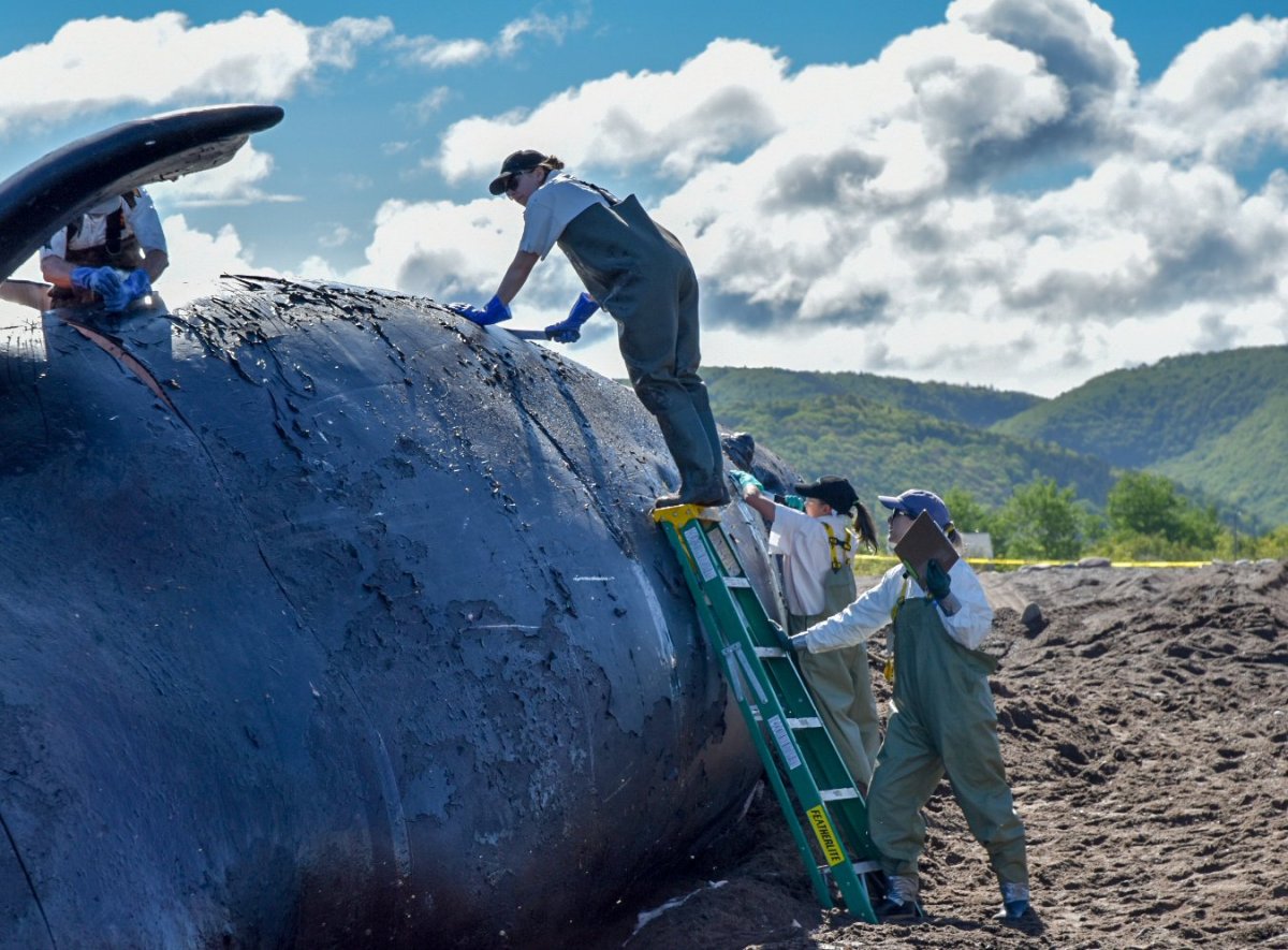 Pathologists from P.E.I.'s Atlantic Veterinary College examine the carcass of Punctuation the right whale on June 25, 2019. 