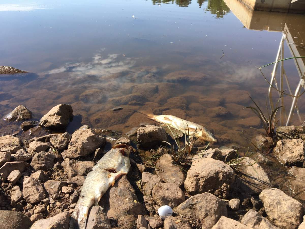 The dead fish at  were discovered over the weekend.