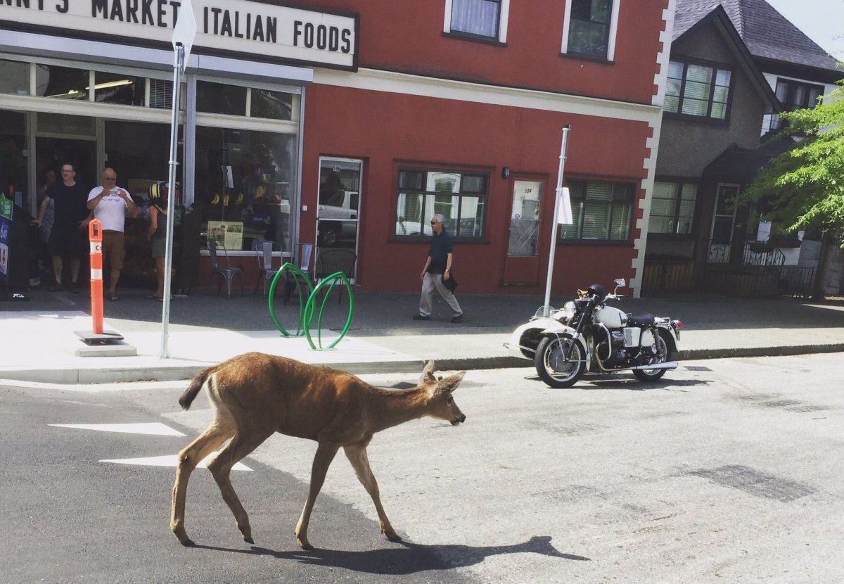A young deer is seen wandering past Benny Foods on Union Street in Vancouver Saturday, June 1, 2019.