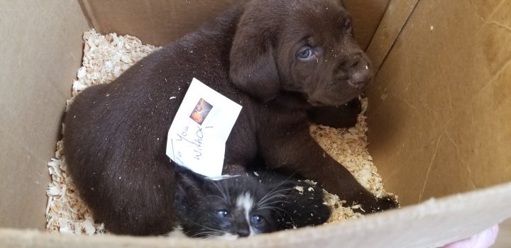 A person in Vulcan attempted to mail a dog and cat out of a Canada Post office in May 2019, according to Vulcan County Enforcement Services.