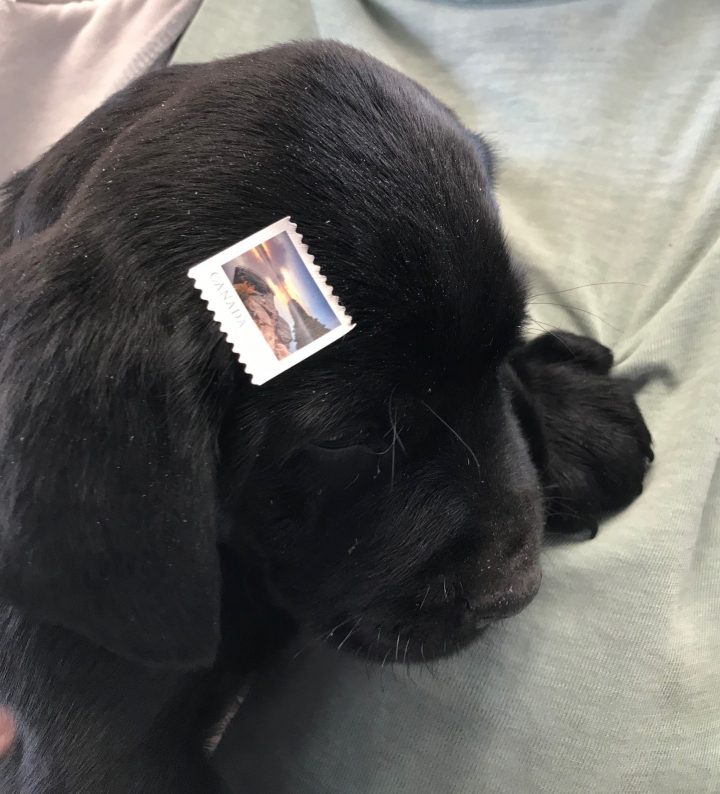 A person in Vulcan attempted to mail a dog and cat out of a Canada Post office in May 2019, according to Vulcan County Enforcement Services.