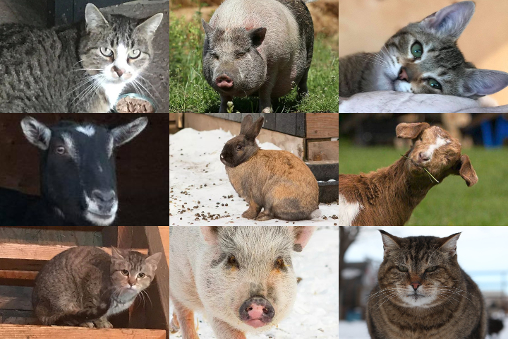 Nine of the animals killed in the April 11, 2019 fire at Farm Animal Rescue and Rehoming Movement (FARRM) near Wetaskiwin, Alta. 
