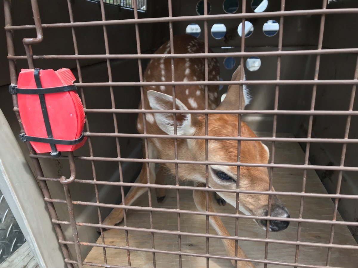 A baby deer in a kennel after a BC conservation officer recovered it from a man who was spotted carrying the fawn through a liquor store in Invermere, B.C. on June 15, 2019.