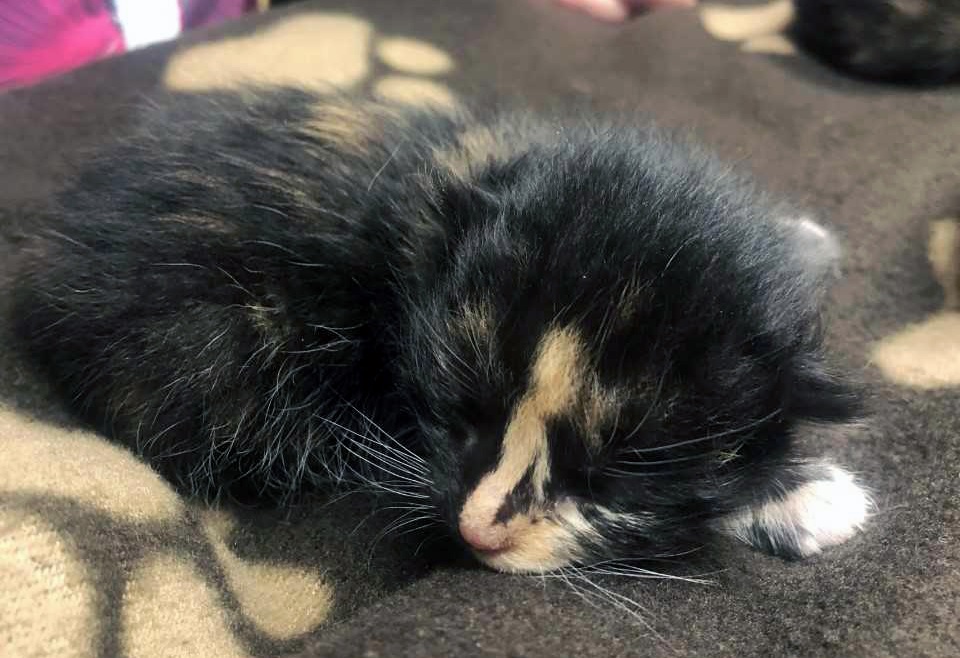 'Lupini Bean,' a female calico kitten, is one of four cats found abandoned in a box in Maple Ridge. 