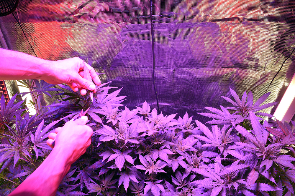 A person tends home-grown cannabis plants in this file image. 