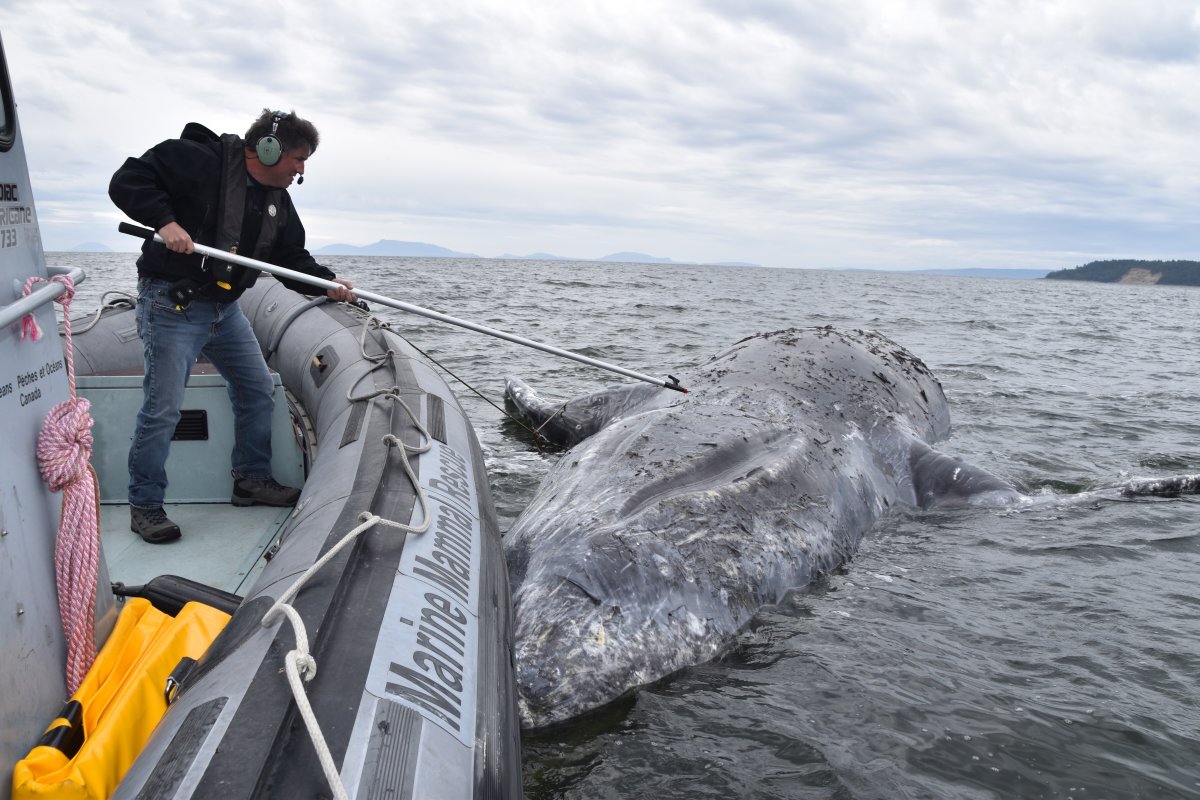 The DFO is investigating the death of a sixth grey whale on B.C.'s coast this year. 