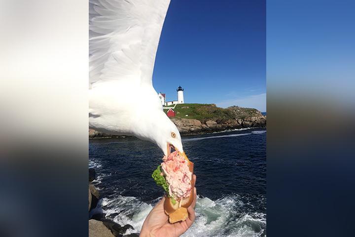 A seagull photobombed and stole a woman's sandwich all in one go.