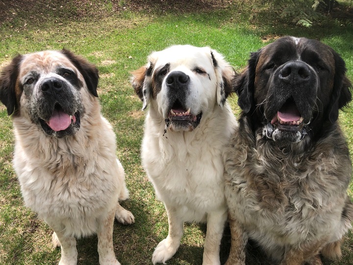 Three st bernards cheap for adoption