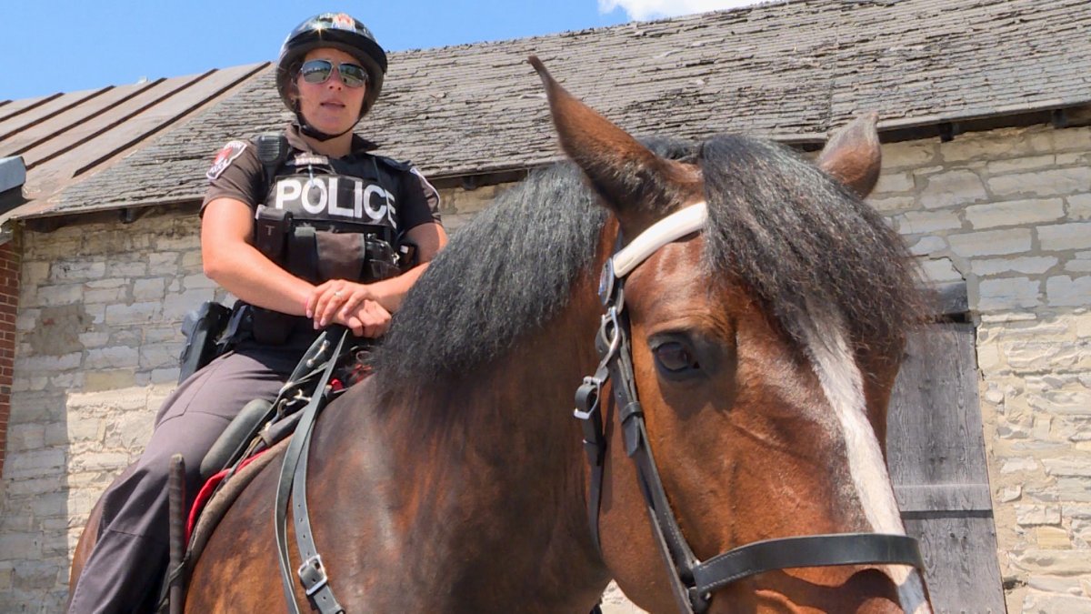 Const. Sarah Groenewegen and Murney the police horse patrol downtown Kingston.