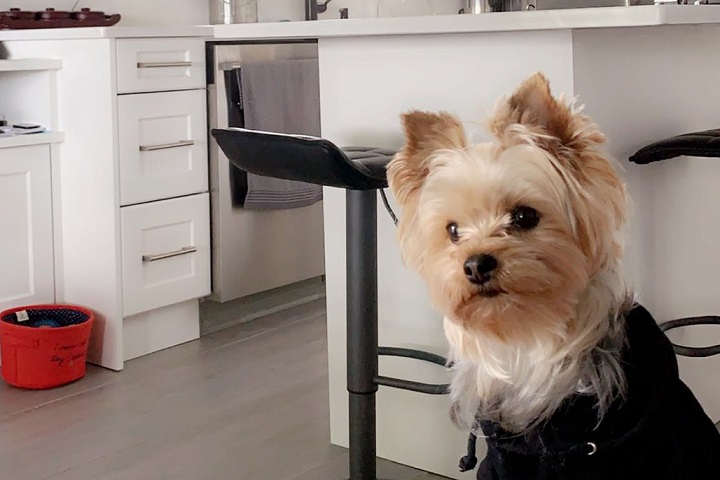 Purvi Sharma's three-year old Yorkshire Terrier, Hugo, was killed after a large-breed dog ran out of its yard in Vancouver and attacked him.
