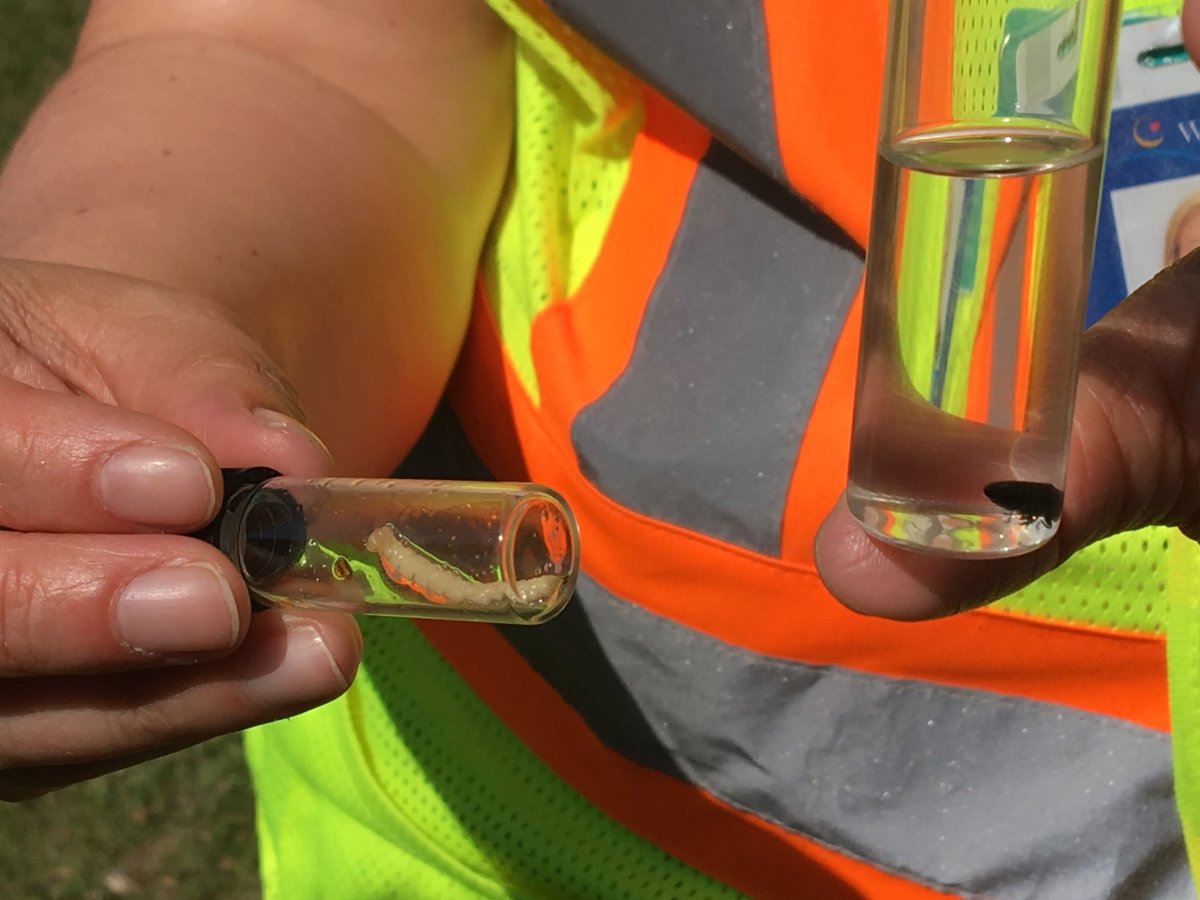 Invasive species like the emerald ash borer are a serious threat to Winnipeg's trees, says the city.