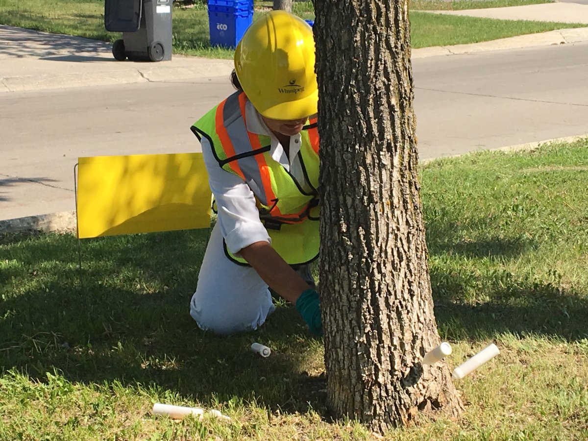 City rolls out plan to tackle invasive species and temporarily preserve