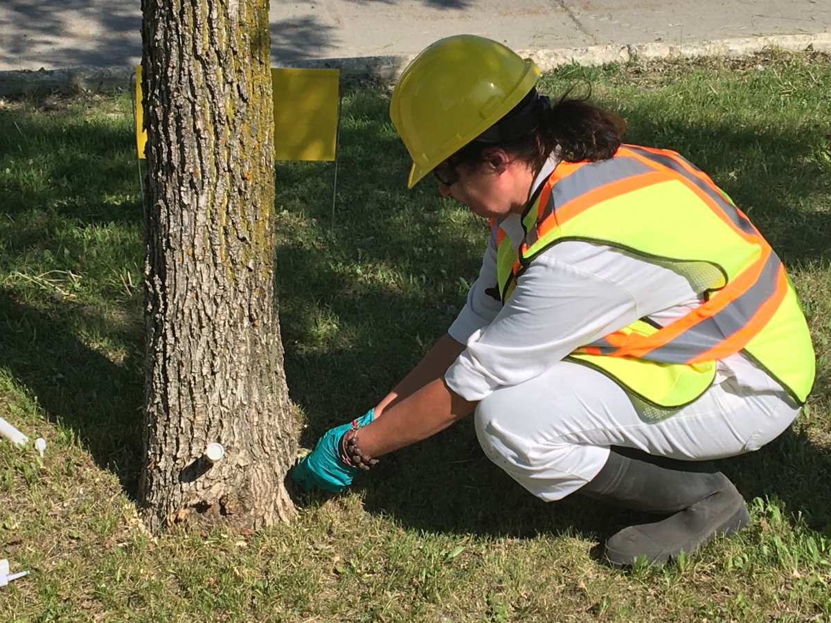 City rolls out plan to tackle invasive species and temporarily preserve Winnipeg’s ash trees