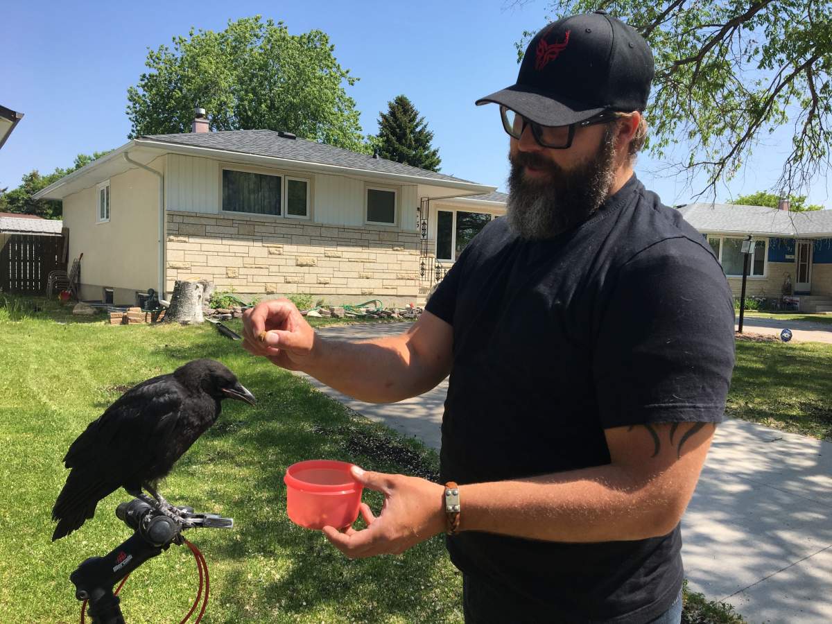 Andrew Wood feeding Cavalier the crow.