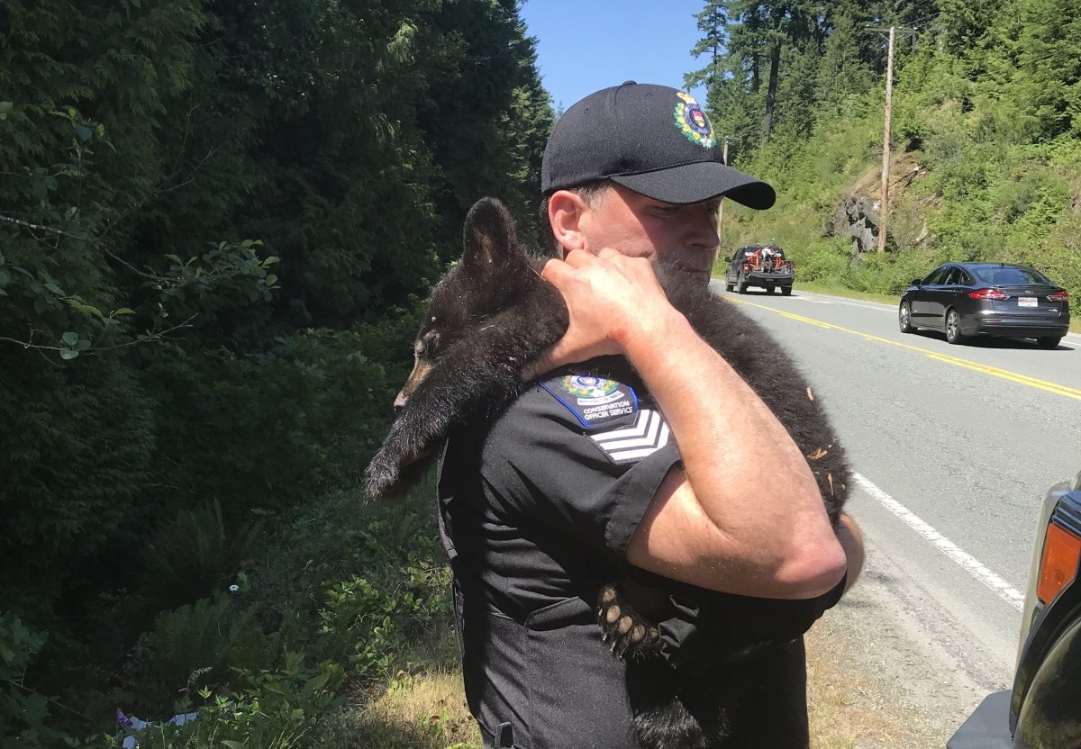 A conservation officer holds an orphaned black bear cub after its mother was mortally injured in a collision with a vehicle. 