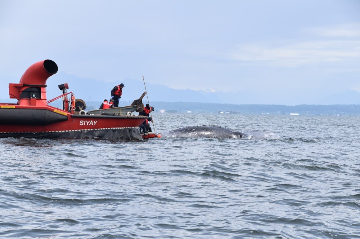 Crews work to secure a dead grey whale to a Coast Guard hovercraft.