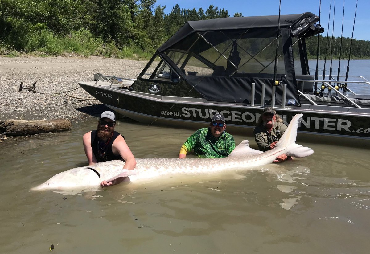 ‘The ride of a lifetime’: Calgary fishermen catch massive 11-foot ...