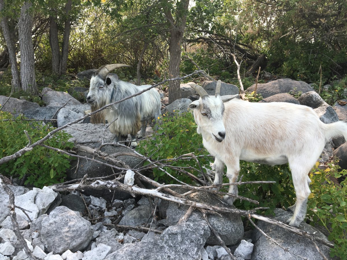 The owner of two goats that have become tourist attractions in Steep Rock, Man. has put them up for sale.