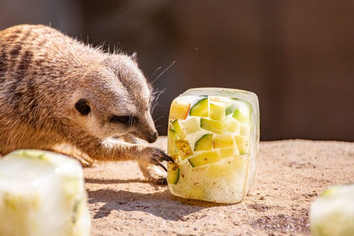 A meerkat tastes an icebomb at Hanover zoo in Hanover, Germany, on June 26, 2019.