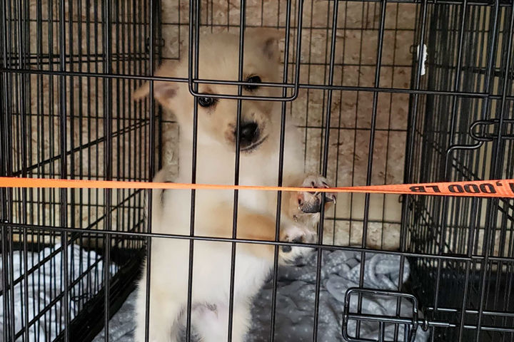 Twenty dogs and puppies from a Thunder Bay animal centre are heading south to make room for animals that were evacuated from Pikangikum First Nation.