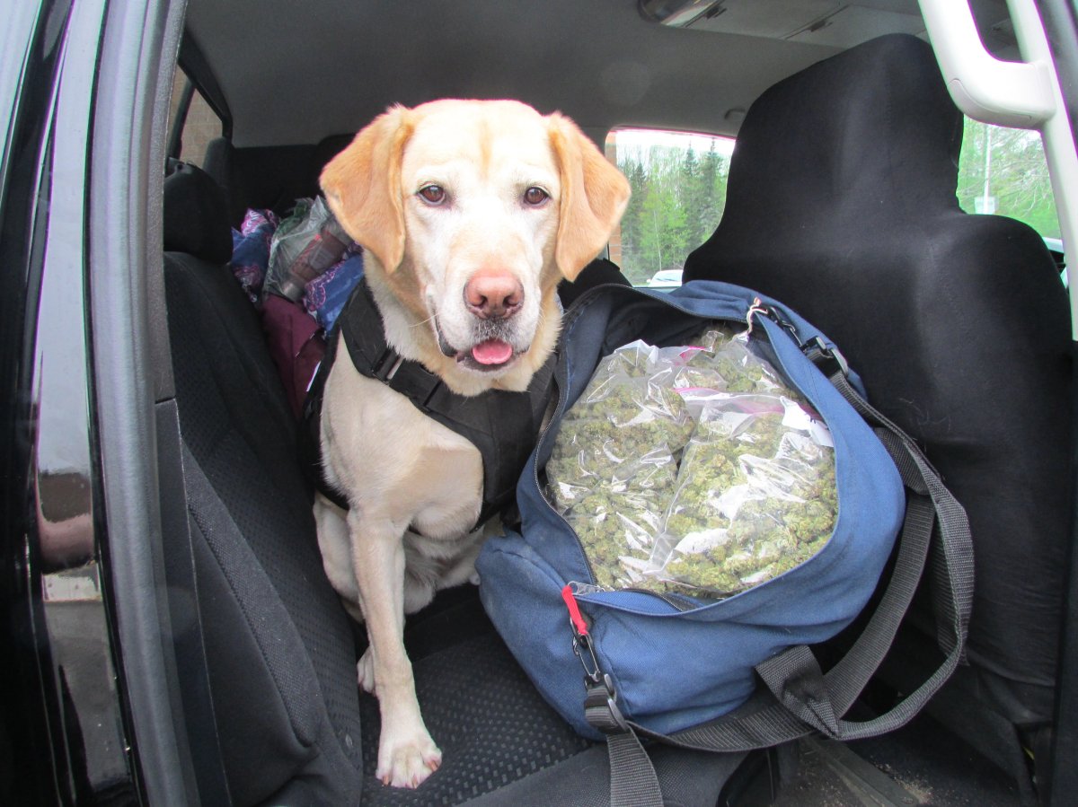 The seizure was made with the assistance of dog Keo who is shown in the picture with the 2.5 kilograms of suspected cannabis. 
