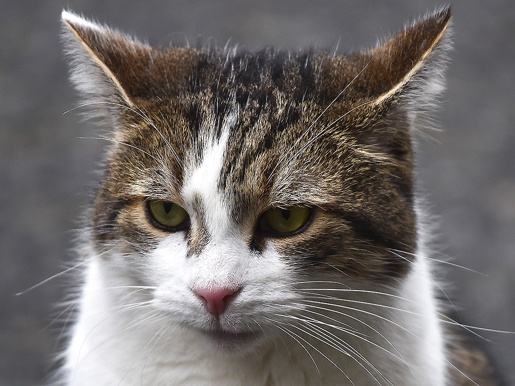 Larry the Cat is pictured at Downing Street, London on February 5, 2019.