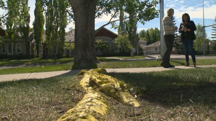 Calgary woman fights city hall over what she calls dangerous tree.