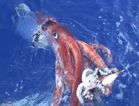 First-ever giant squid filmed in U.S. waters, revealing ‘monster in our ...