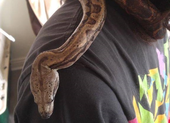 Medusa, a six foot Boa, was missing for more than a week. It was found on Friday, says her owner.