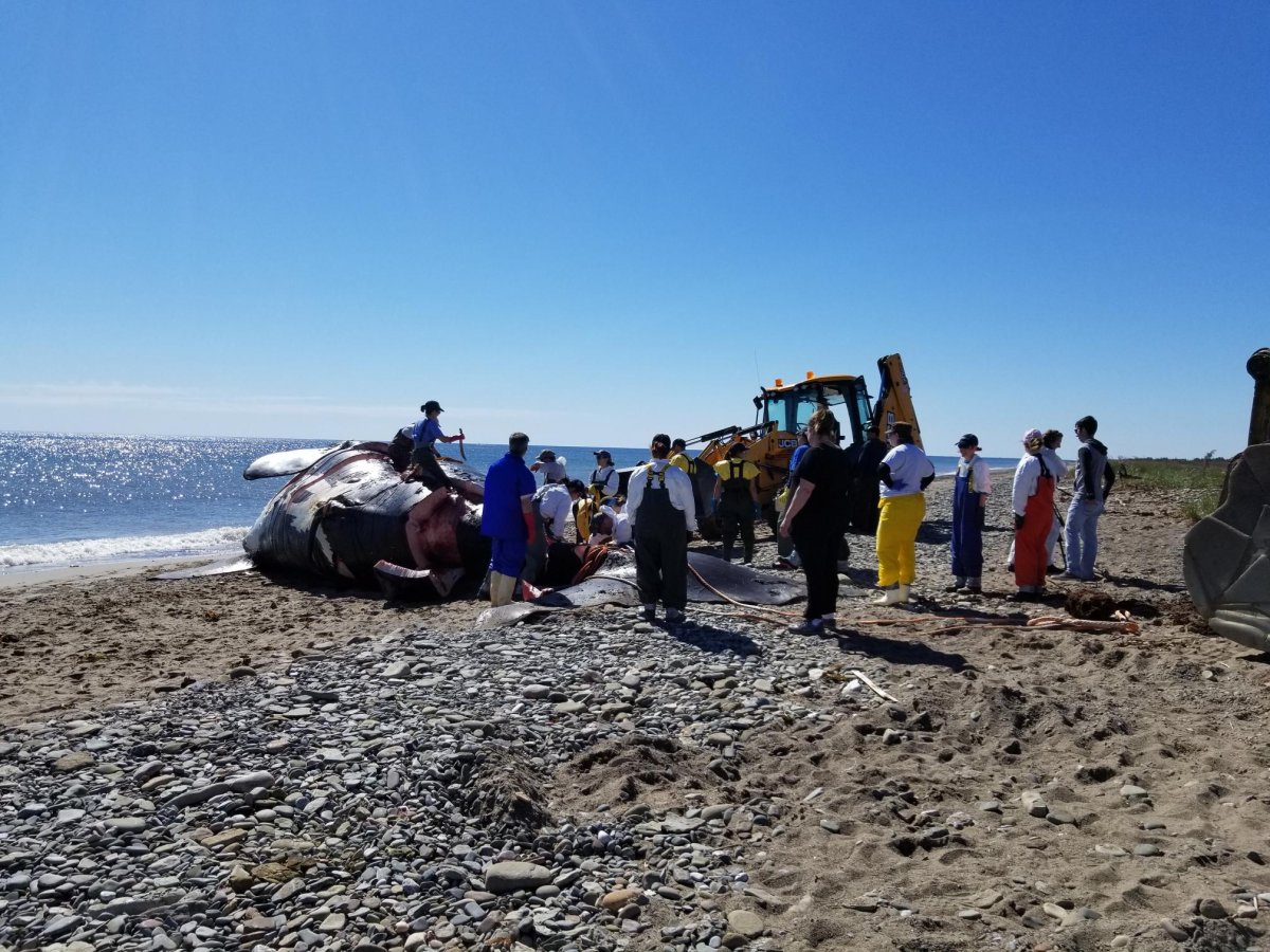 Photos of the whale taken today by Fisheries, Oceans and the Canadian Coast Guard. 