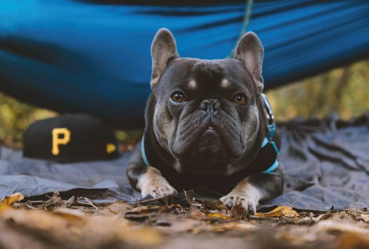 Missing service dog Capone was found deceased after going missing Tuesday at Shady Acres Trailer Park in Keene.