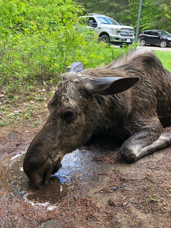 Ottawa police say care was given to the animal but that it died due to the stress of the incident.