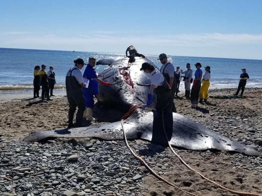 A dead right whale is shown on Miscou Island, N.B. in a handout photo. The Department of Fisheries and Oceans says the death of a right whale in the Gulf of St. Lawrence was not the result of a recent vessel strike or entanglement in fishing gear.