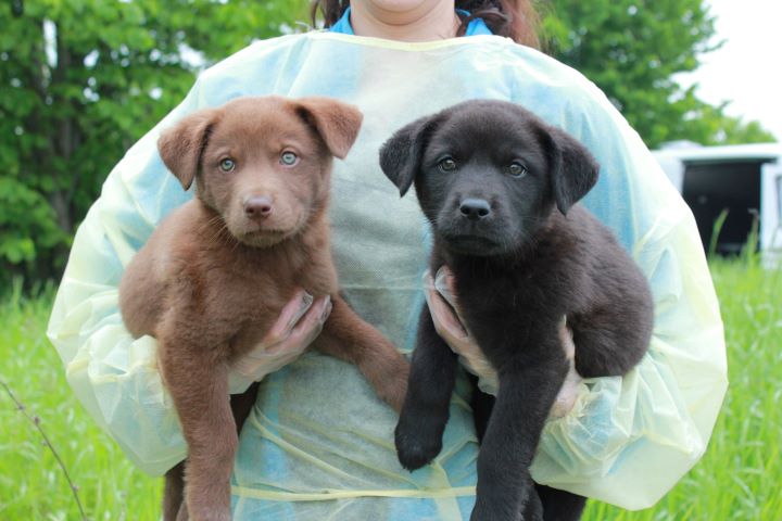 Seventy-two dogs and puppies arrived at Ontario animal centres on Thursday morning.
