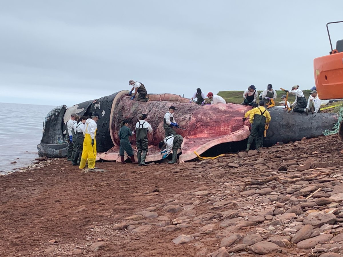 Officials started performing a necropsy on Comet, a 34-year-old male North Atlantic right whale in Norway, P.E.I. Friday.