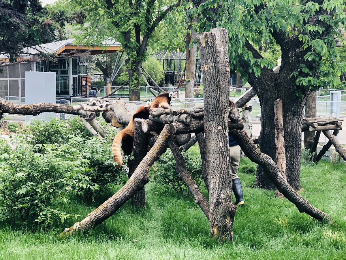 A photo from June 2019, showing red pandas enjoying their enclosure at the Edmonton Valley Zoo.