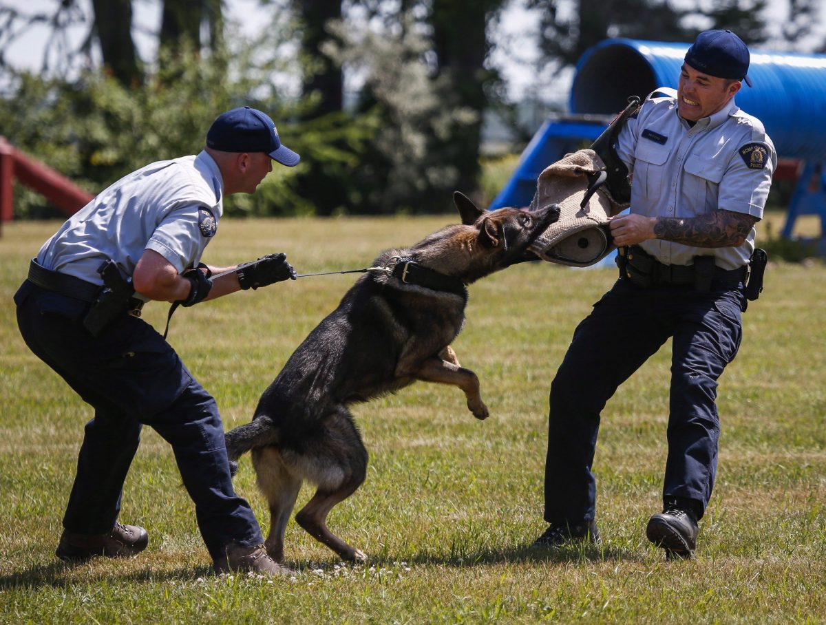 Const. Curtis Quanstrom, left, and his dog Falcon train for “criminal apprehension” with Cst. Brandon Hrdlicka at the RCMP Police Dog Services training centre in Innisfail, Alta., Wednesday, July 15, 2015.