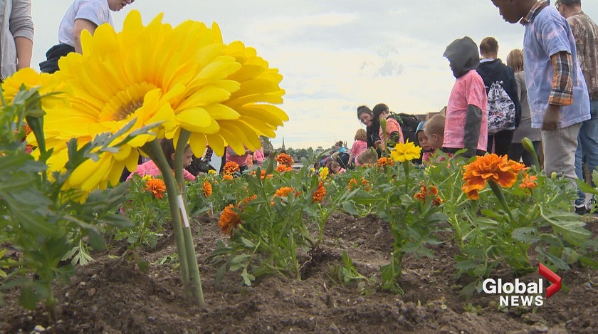 Marigolds Project will not include students this year due to coronavirus outbreak - image
